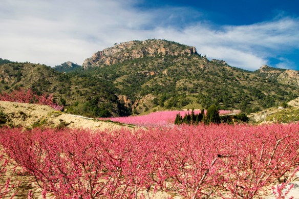 17345863116_7daf6b6622_o